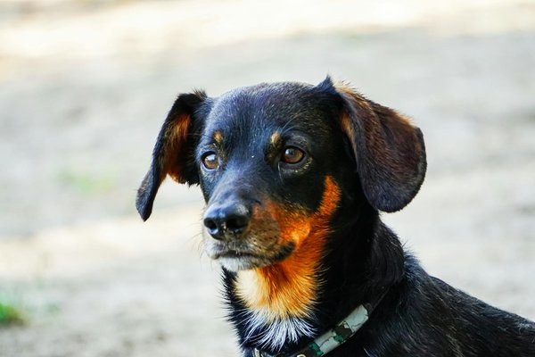 Quelles sont les techniques de camouflage des insectes dans la nature?