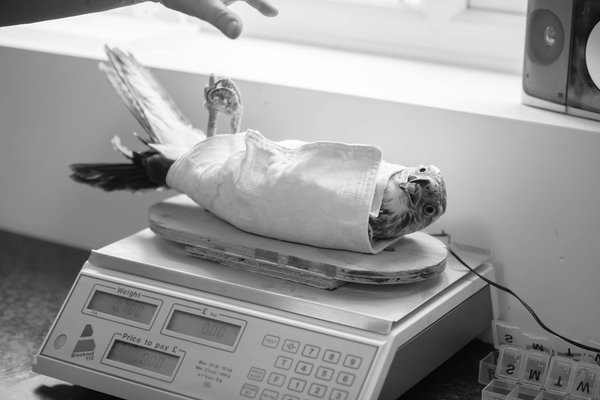 Quelle est la meilleure façon de gérer les comportements de peur chez un chien de race Chihuahua?