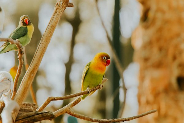 Comment gérer les comportements territoriaux chez un chien de race Shiba Inu?