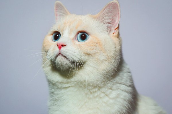 Comment organiser des séances de jeu en extérieur pour un chien de race Boxer par temps froid?