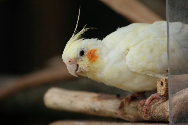 Comment les poissons d'eau douce détectent-ils les changements de pression?