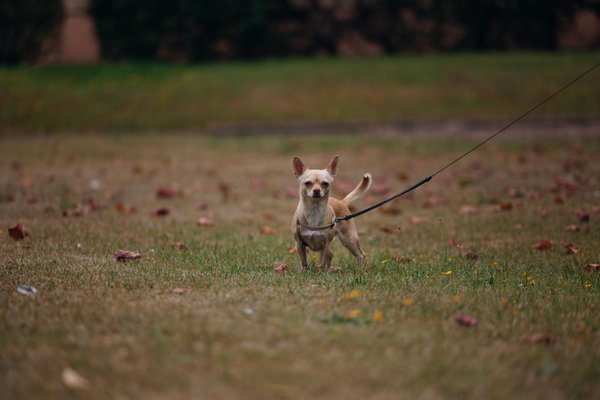 Quels sont les comportements de reproduction des hippocampes?